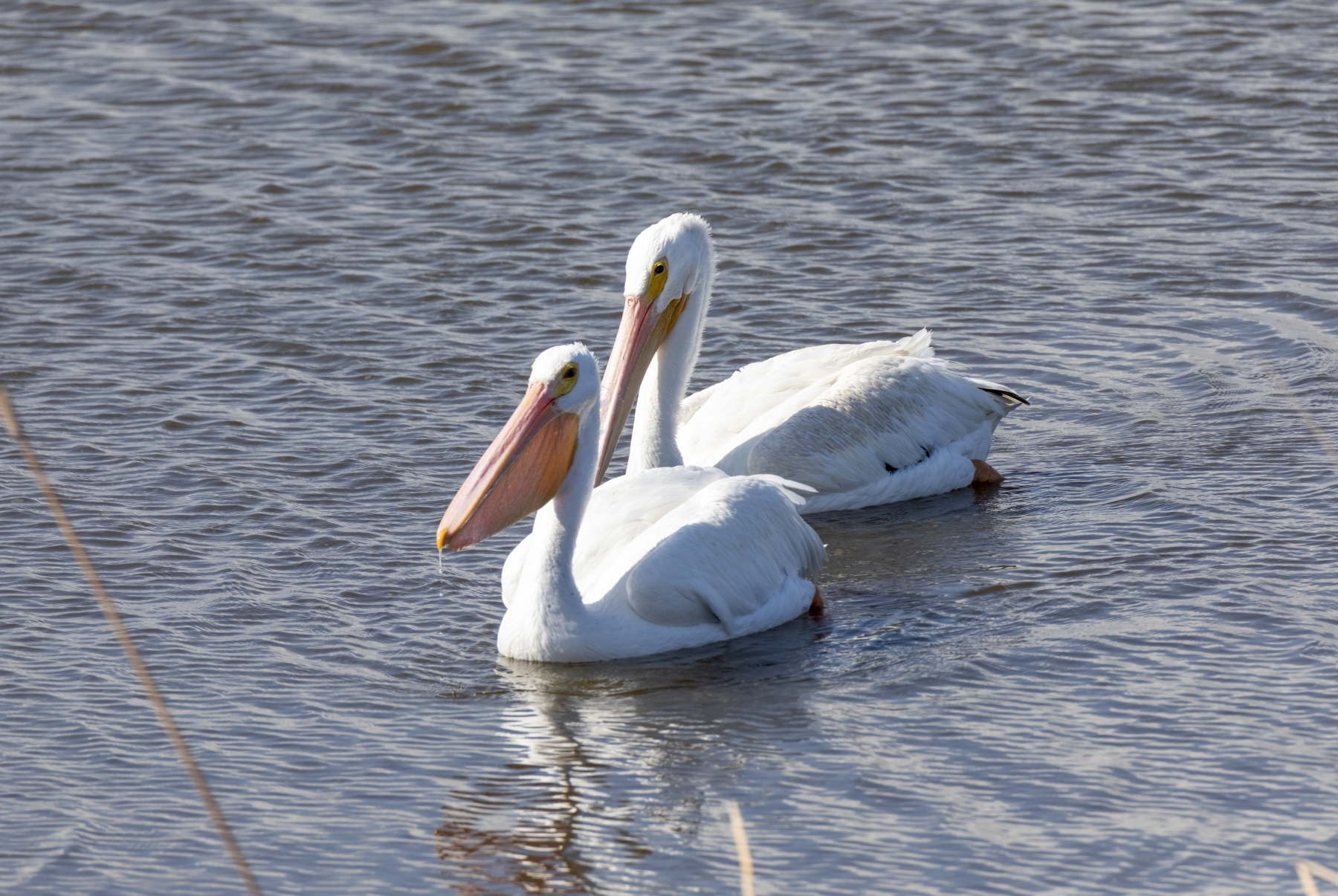 American White Pelican, Port Aransas, Texas